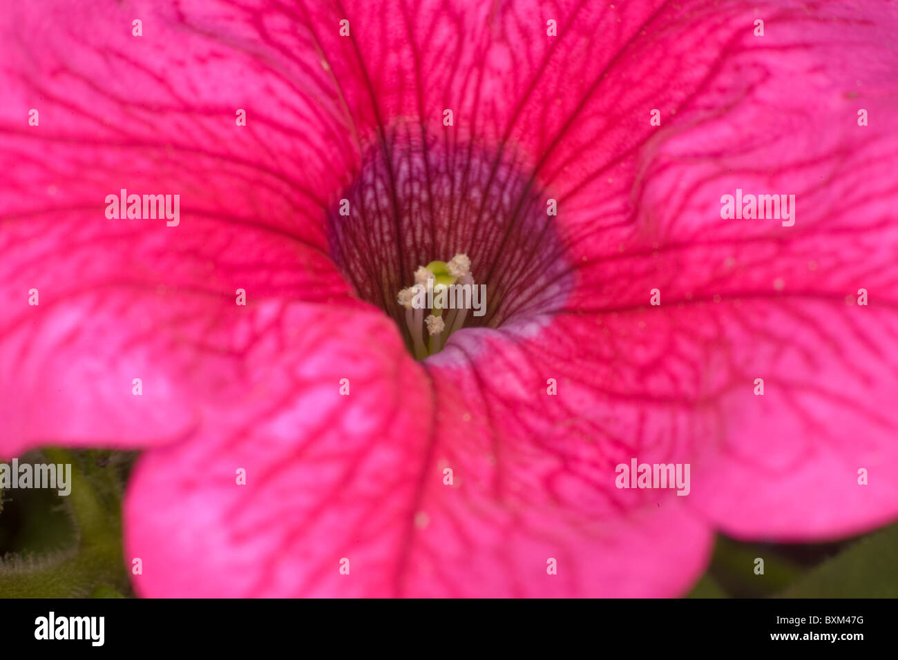 Photo of pink petunia blooming Stock Photo Alamy