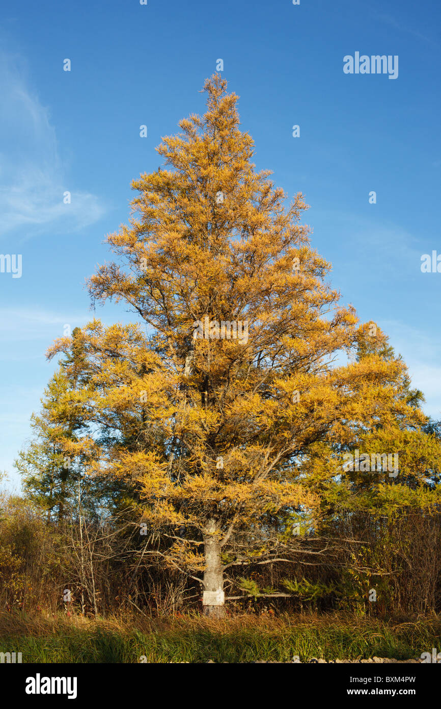 Late autumn view of a Tamarack pine turning yellow/gold - Northern Minnesota. Stock Photo
