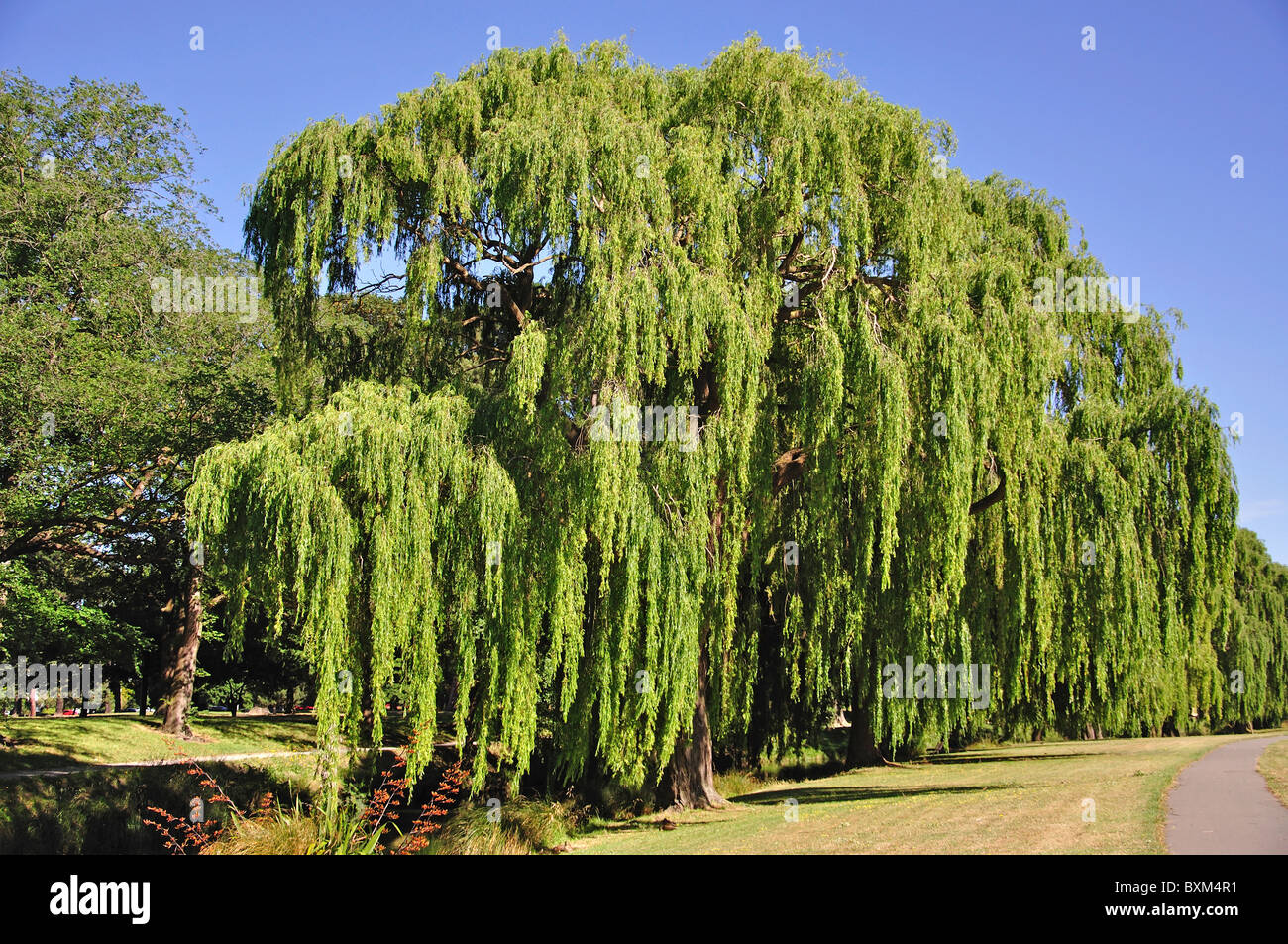 Large willow trees on banks of Avon River, North Hagley Park, Park