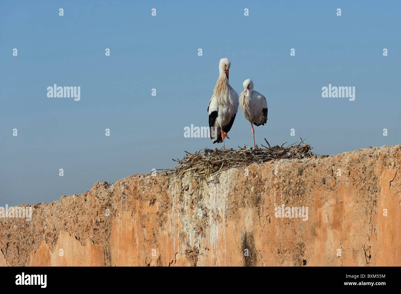 The Storks of Palais Badii Stock Photo