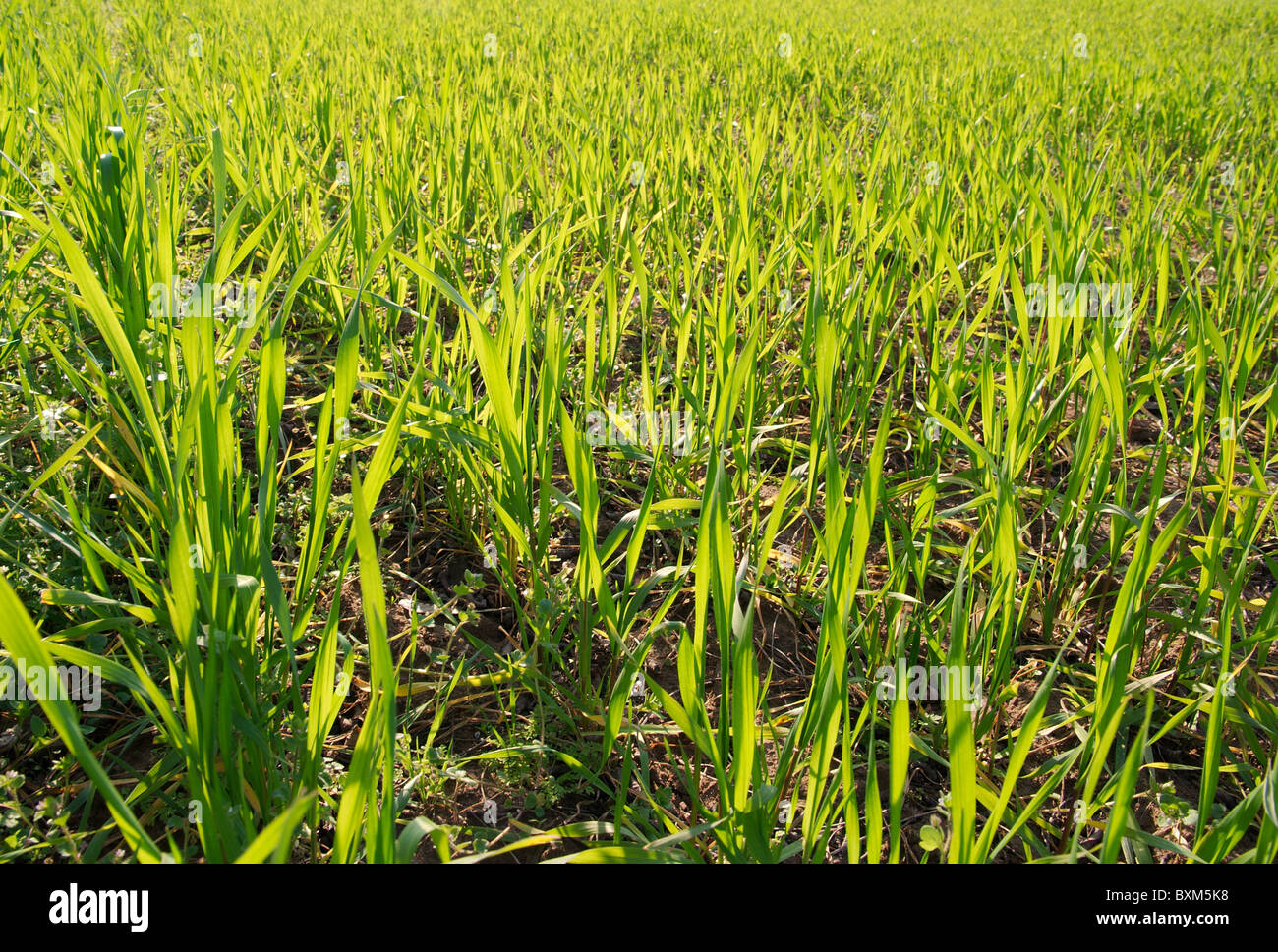 Fresh growth on plants hi-res stock photography and images - Alamy