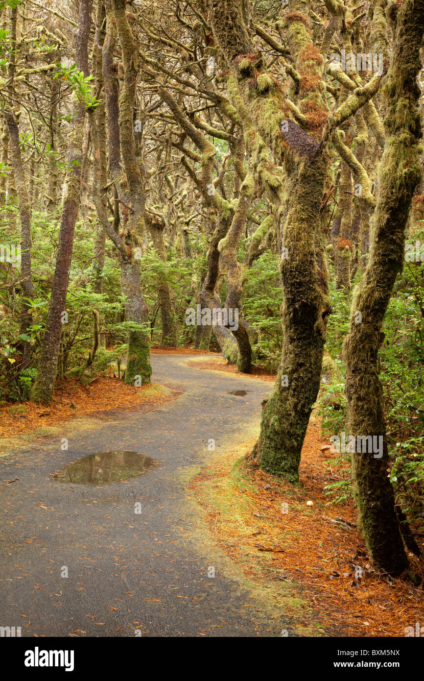 USA; Oregon; Carl G. Washburne Memorial State Park; Trail to the beach