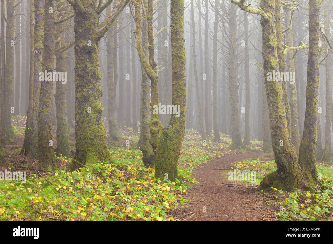 USA; Oregon Coast; Neptune State Scenic Viewpoint; a trail into the foggy  forest Stock Photo