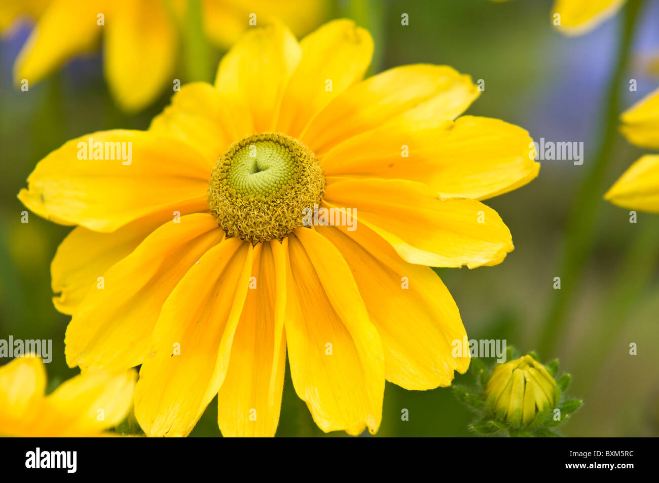 Montreal, Canada. Black-eyed susan (Rudbeckia hirta) flowers.. Stock Photo