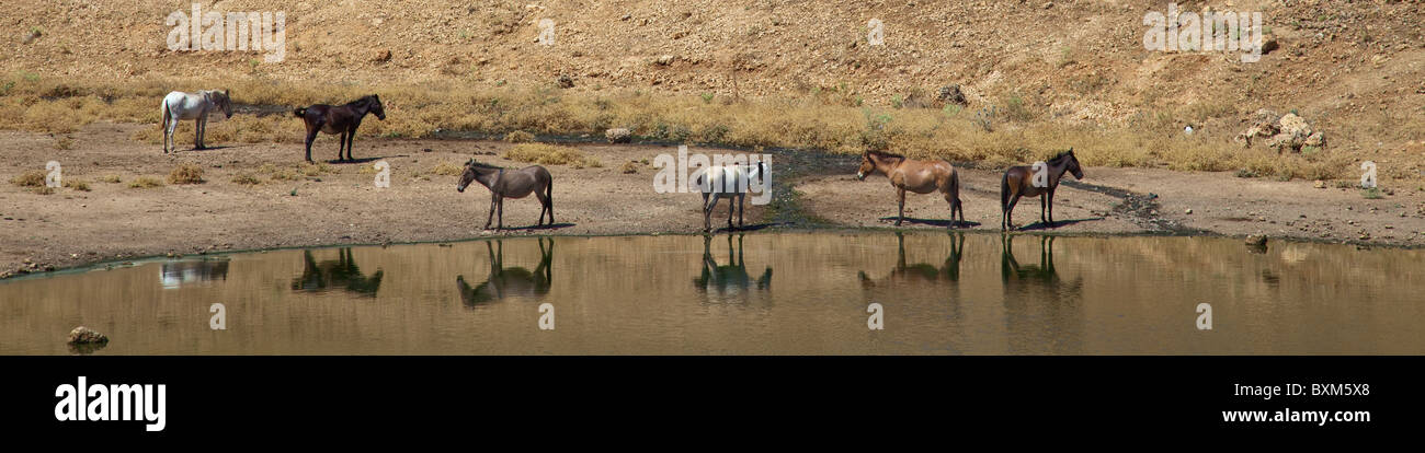 Horses in Eastern Turkey Stock Photo