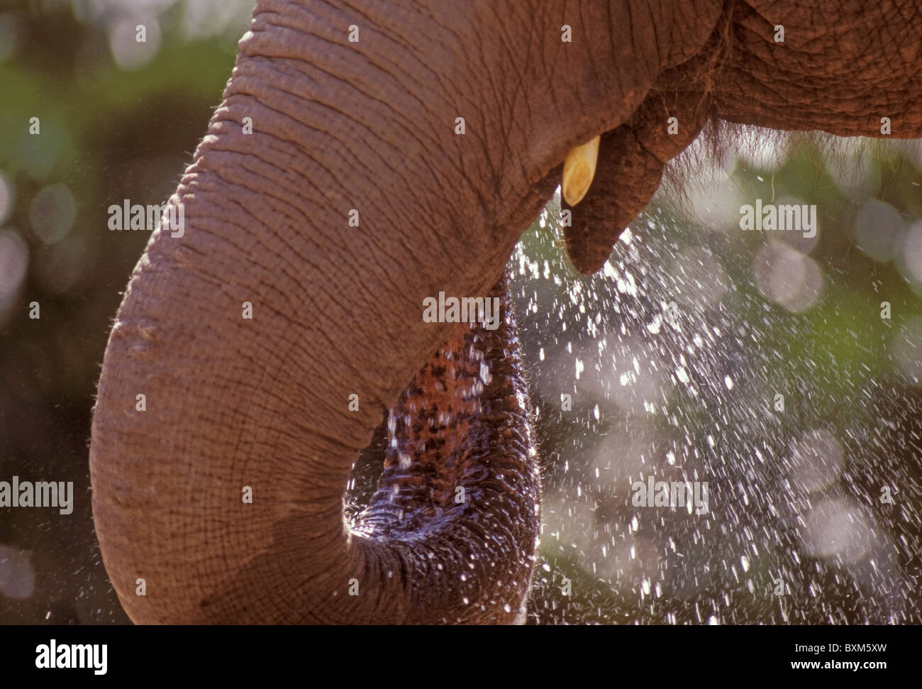 Asian elephant trunk close-up Stock Photo - Alamy