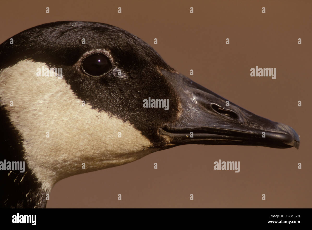 Canada Goose Stock Photo