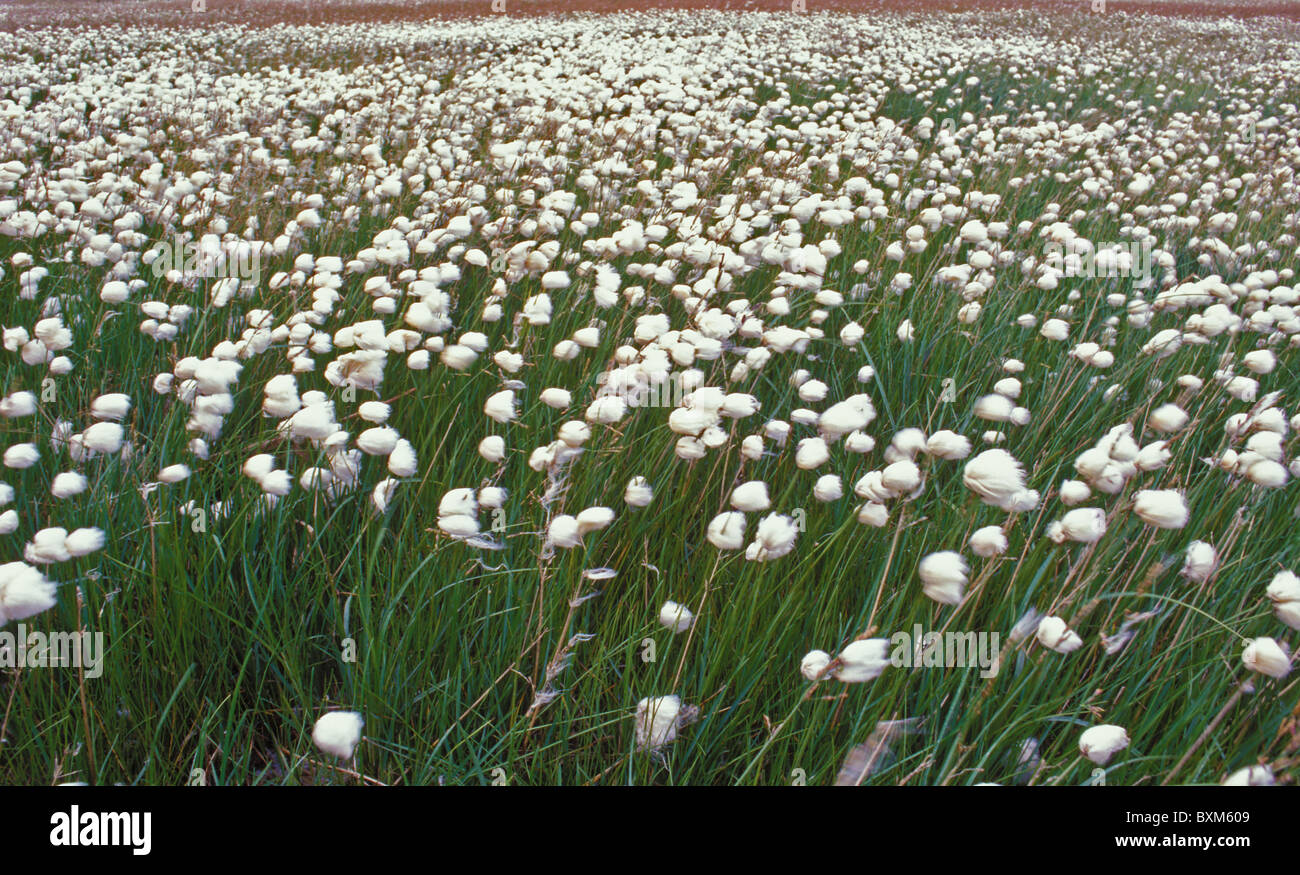 Alpine tundra flowers arctic hi-res stock photography and images - Alamy