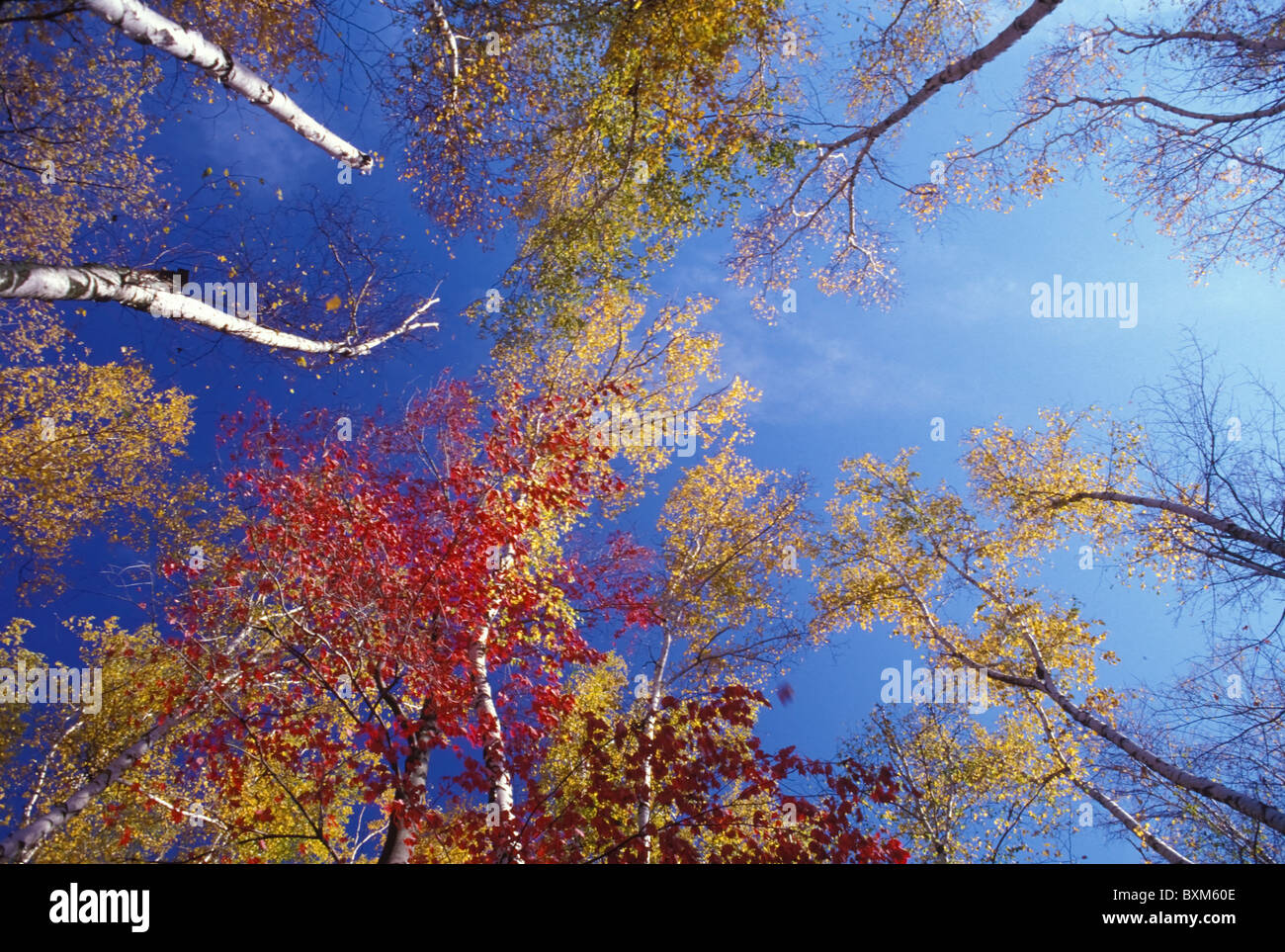Trees in autumn Stock Photo - Alamy