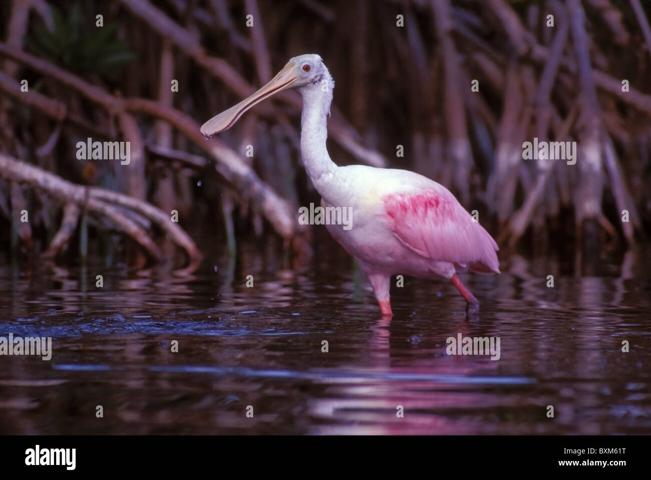 Spoonbill diet hi-res stock photography and images - Alamy
