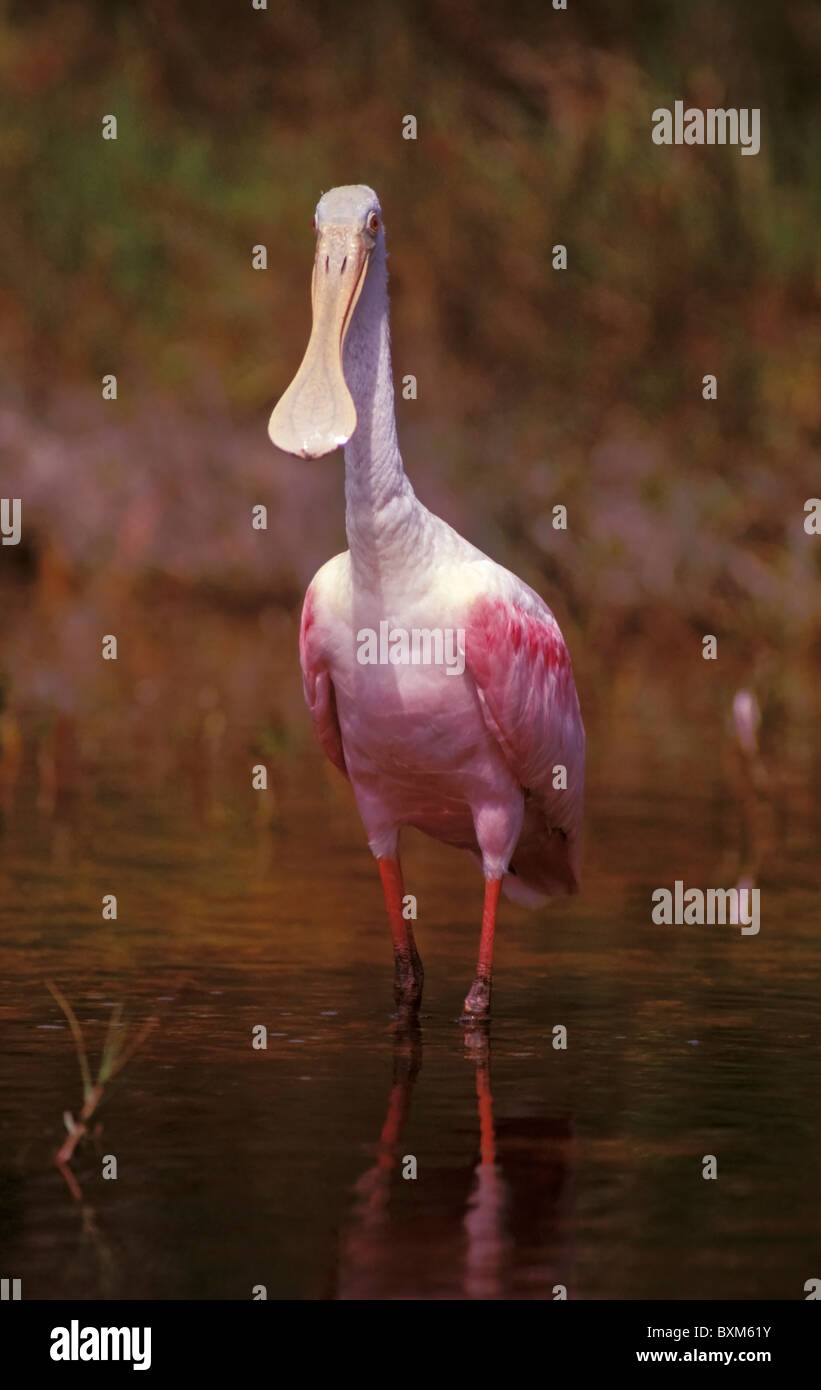 Spoonbill diet hi-res stock photography and images - Alamy
