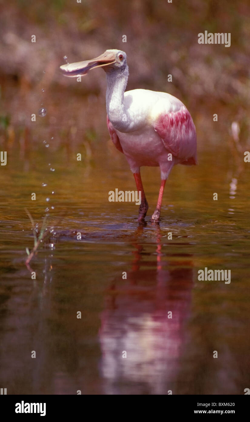 Spoonbill diet hi-res stock photography and images - Alamy