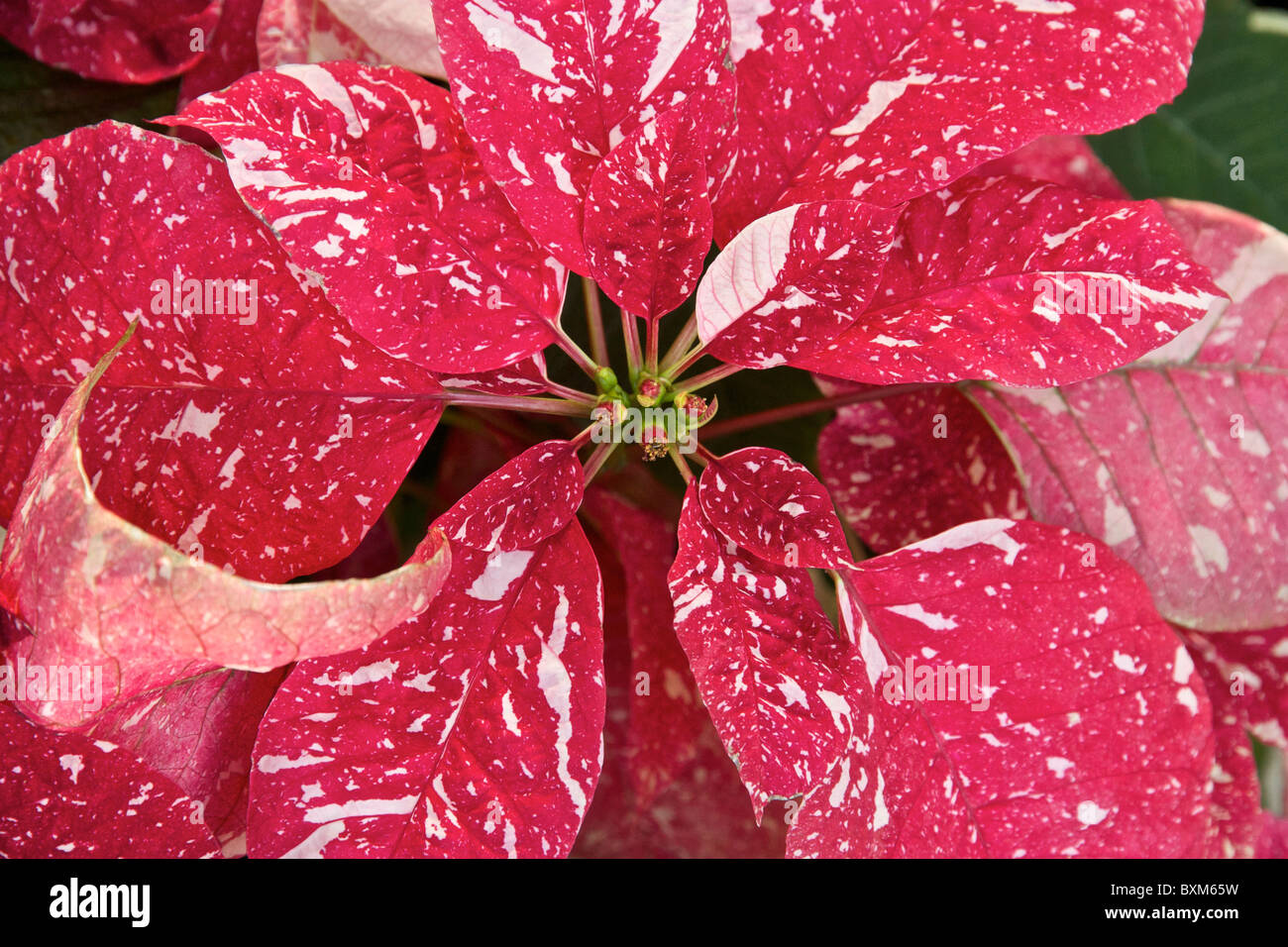 Variegated poinsettia hi-res stock photography and images - Alamy