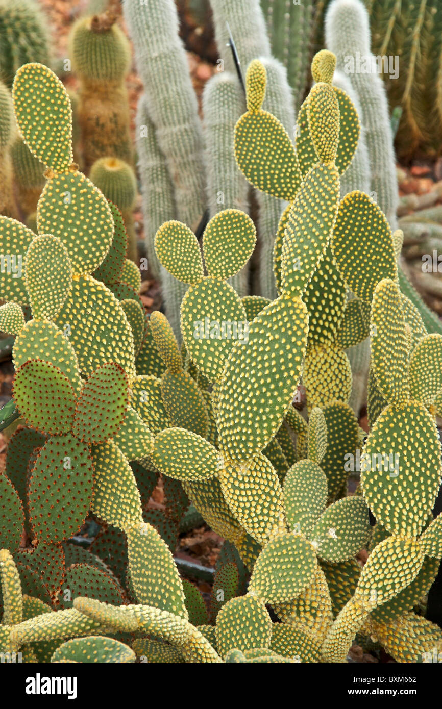 Prickly pear cactus. Opuntia spp. Oak Park Conservatory Stock Photo Alamy