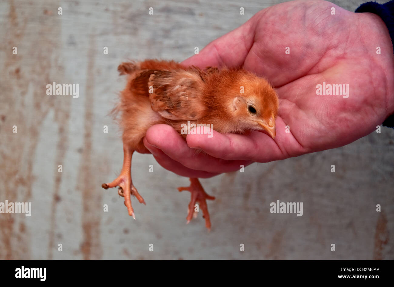 This Baby Chick Is A Rhode Island Red Being Held Up Close In A Man S Hand Carefully Stock Photo Alamy This Baby Chick Is A Rhode Island Red Being Held Up Close In A Man S Hand Carefully Stock Photo Alamy
