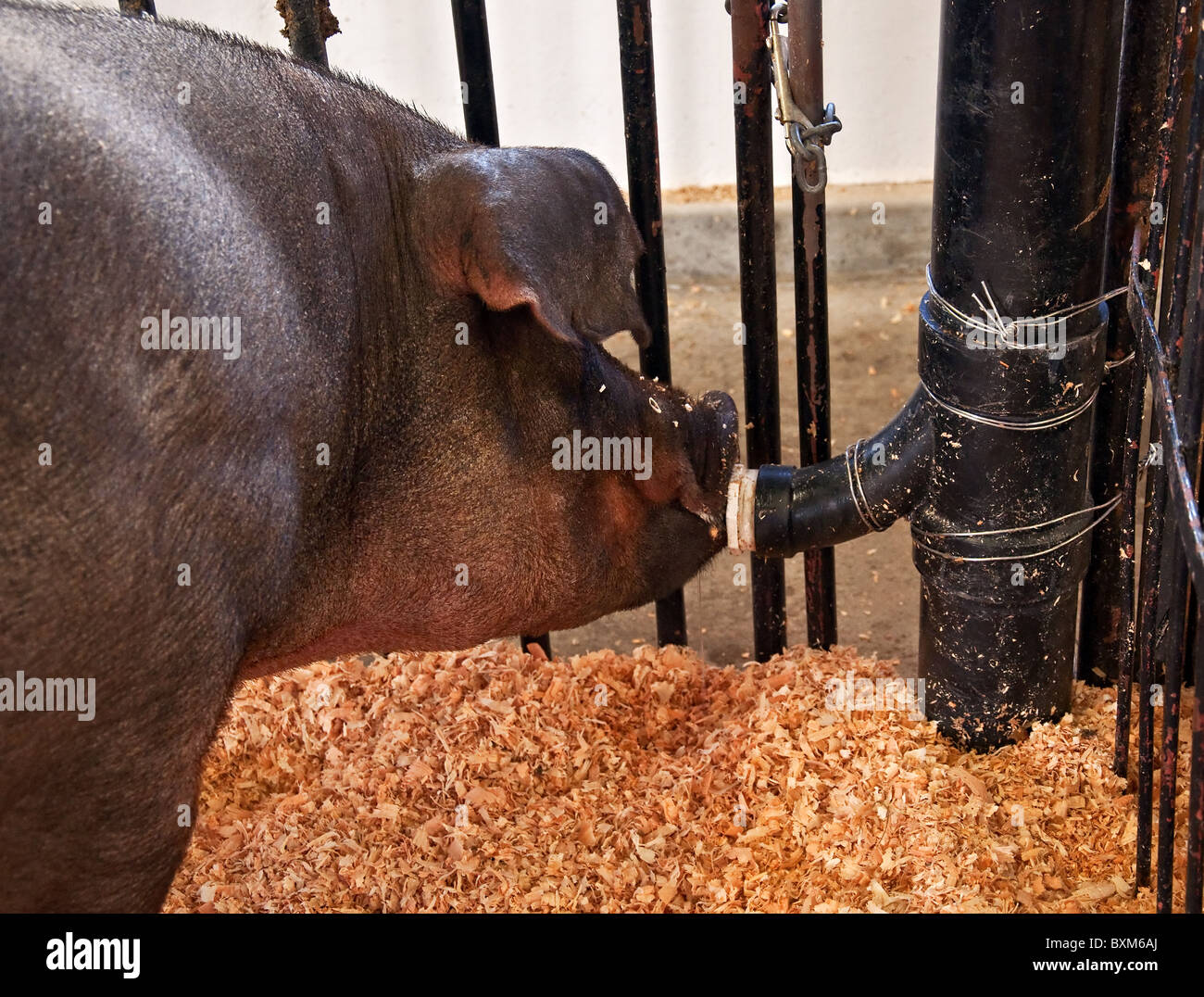 Water hog hi-res stock photography and images - Alamy