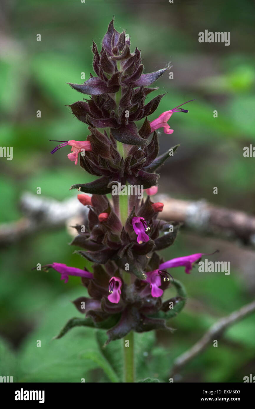 Salvia spathacea hummingbird sage hires stock photography and images