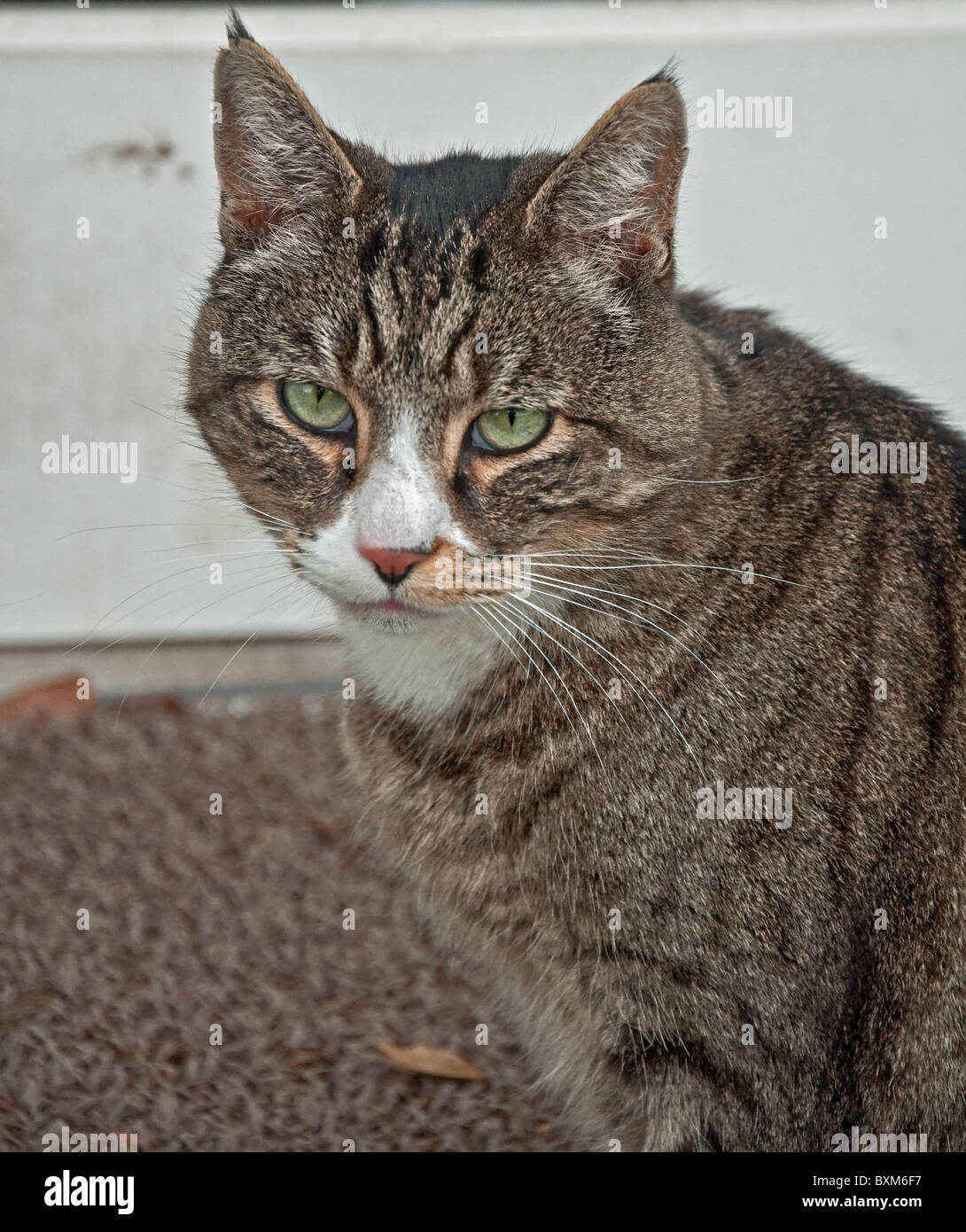 A green eyed tabby cat with pointed ears in this vertical stock image.  Kitty has gray and black stripes. Stock Photo