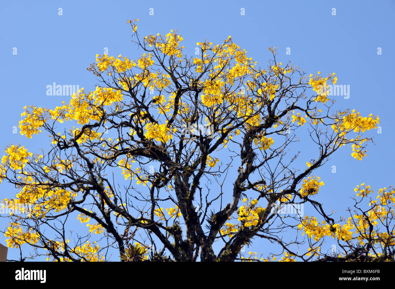 yellow ipe tree stock