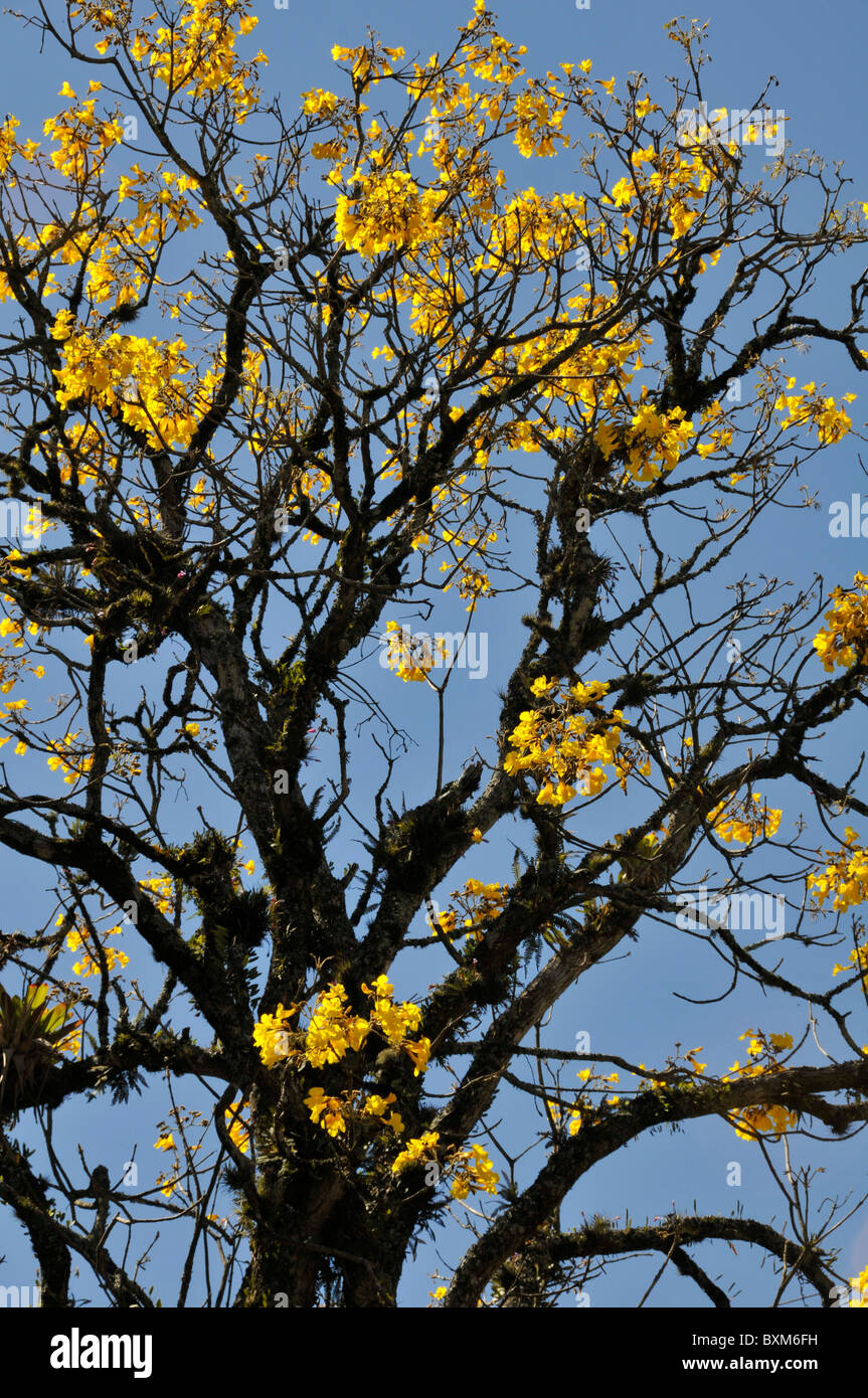 Trumpet tree hi-res stock photography and images - Alamy