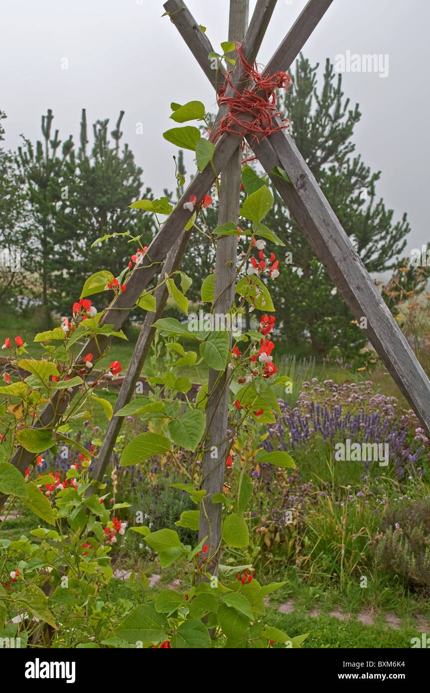 Scarlet runner beans hi-res stock photography and images - Alamy