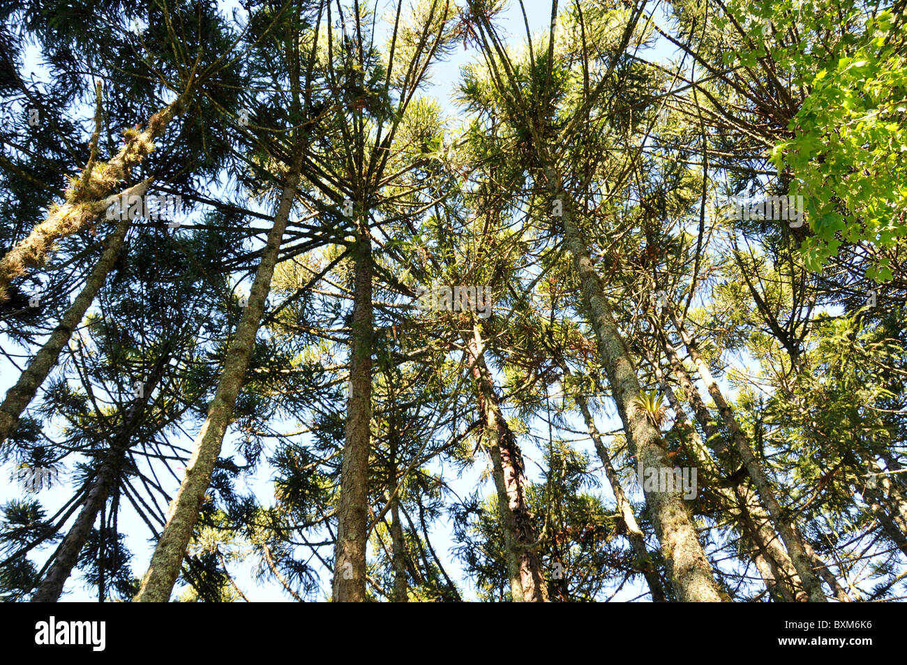 Forest of Parana pines or candelabra trees, Araucaria angustifolia, Canela, Rio Grande do Sul, Brazil Stock Photo
