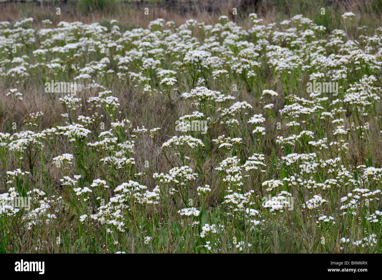 Composite white flowers cover the fields next to Fortaleza Canyon, Rio Grande do Sul, Brazil Stock Photo