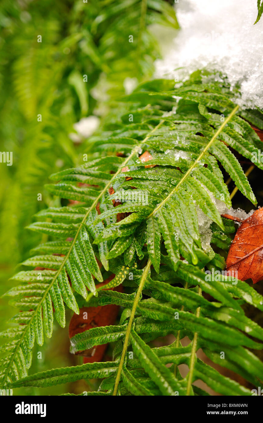 Fern snow winter hi-res stock photography and images - Alamy
