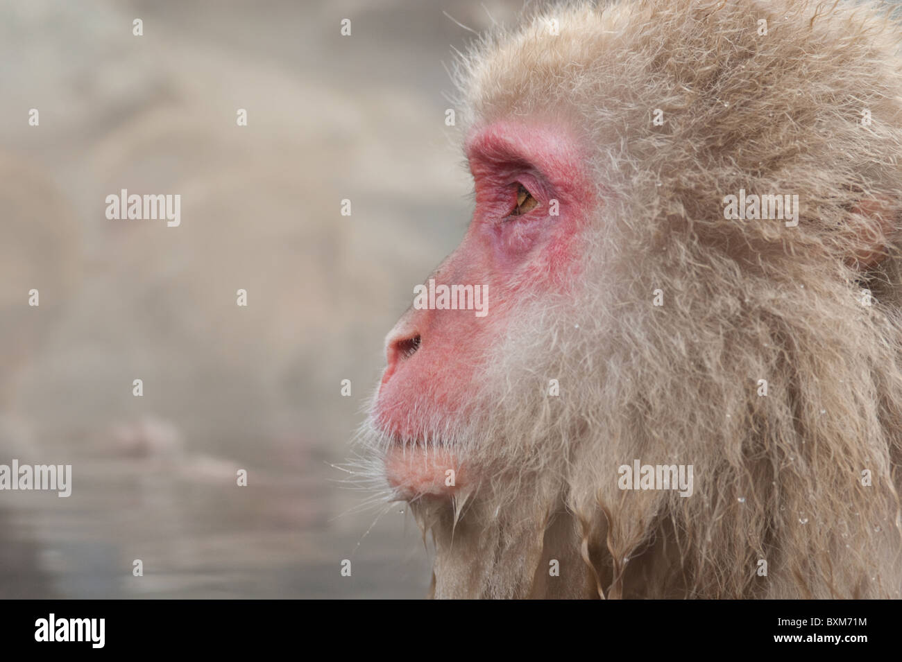 Snow monkey,  Jigokudani park, Japan Stock Photo