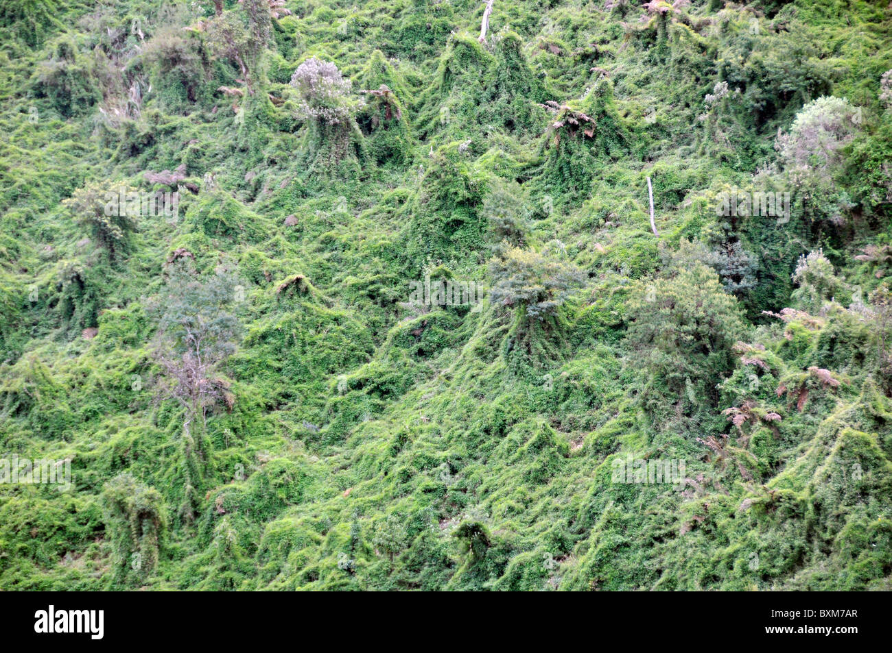 Lush vegetation, near the border between Rio Grande do Sul and Santa Catarina, Brazil Stock Photo