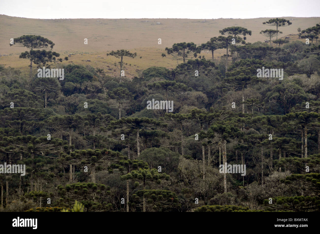 Forest of Parana pines or candelabra trees, Araucaria angustifolia, Rio Grande do Sul, Brazil Stock Photo
