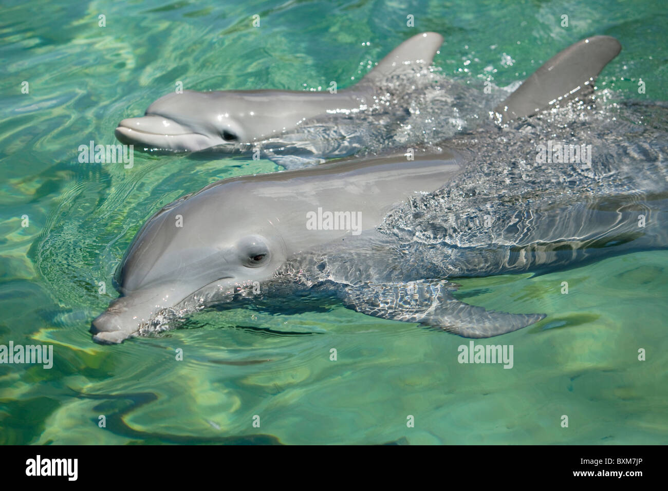 A dolphin and its baby smiling Stock Photo Alamy