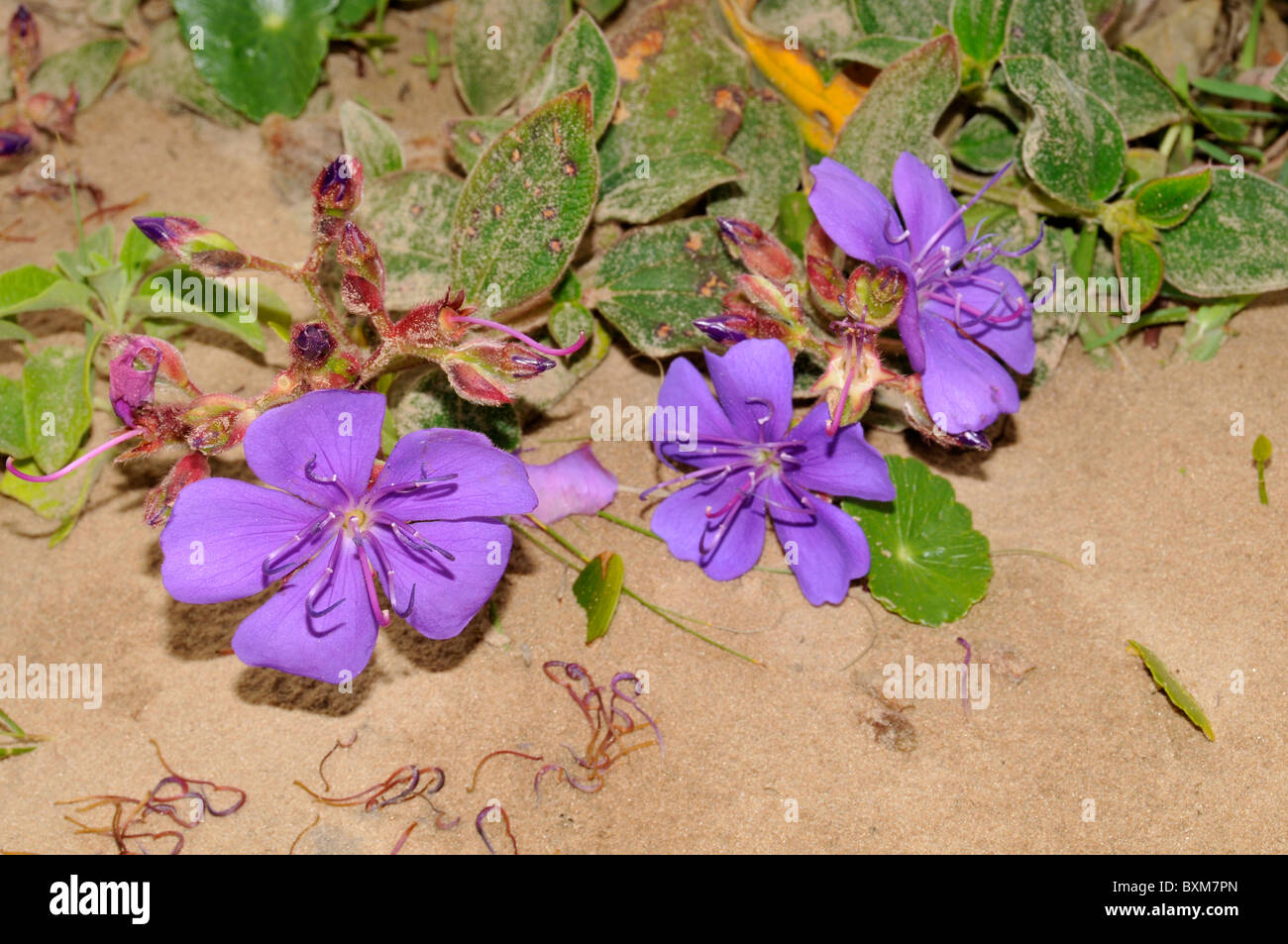 Beach flowers, Tibouchina granulosa, Imbituba, Santa Catarina, Brazil Stock Photo