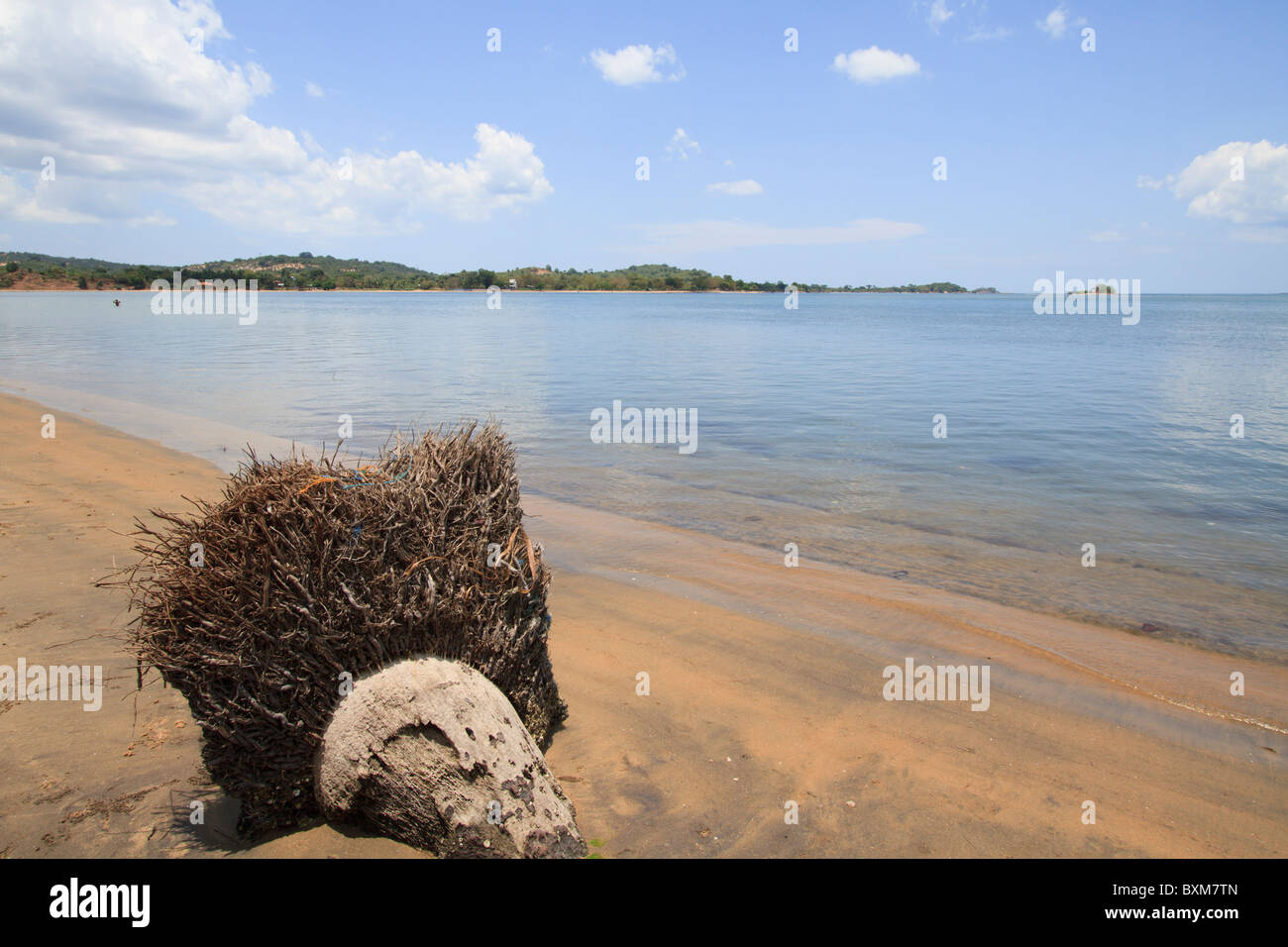 Coconut tree stump on beach at Kinniya, near Trincomalee, Sri Lanka East Coast. Stock Photo