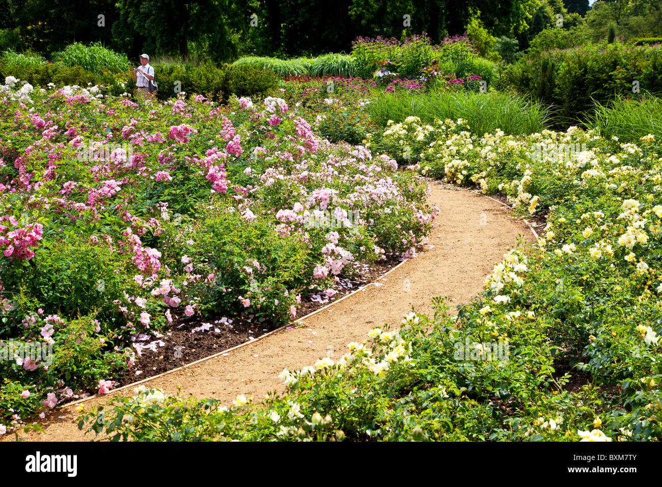 The new Rose Garden,opened in 2010, in the Savill Gardens, part of the Royal Landscape, near Windsor, England, UK Stock Photo