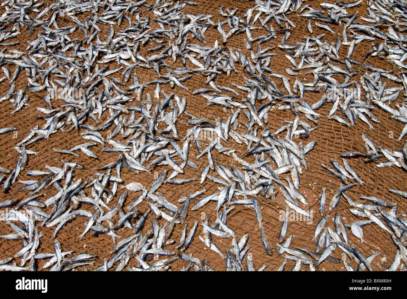 Sardines laid out to dry in the sun at Kinniya, near Trincomalee, Sri Lanka East Coast. Dried fish is a major source of protein. Stock Photo