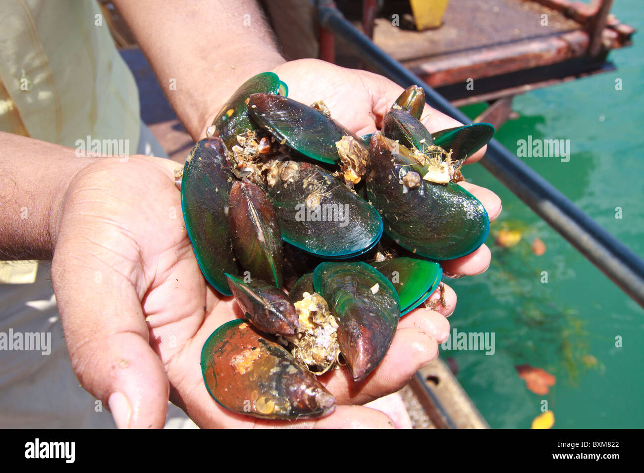 Fresh Oysters at Kinniya, Sri Lanka East Coast Stock Photo