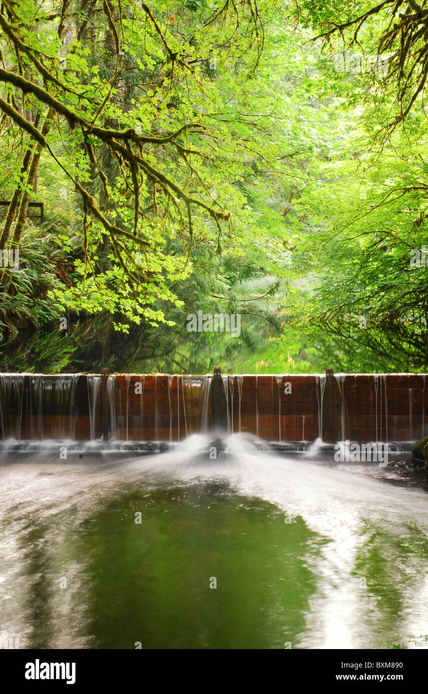 Water flows over a temporary salmon run dam after recent rainfall Stock Photo