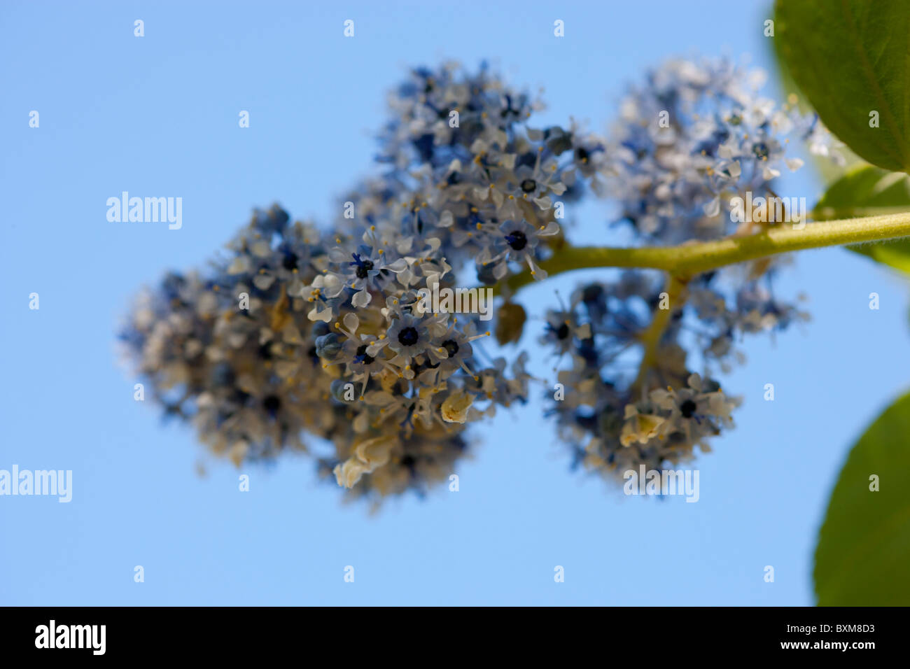 Blue ceanothus flowering shrub Stock Photo