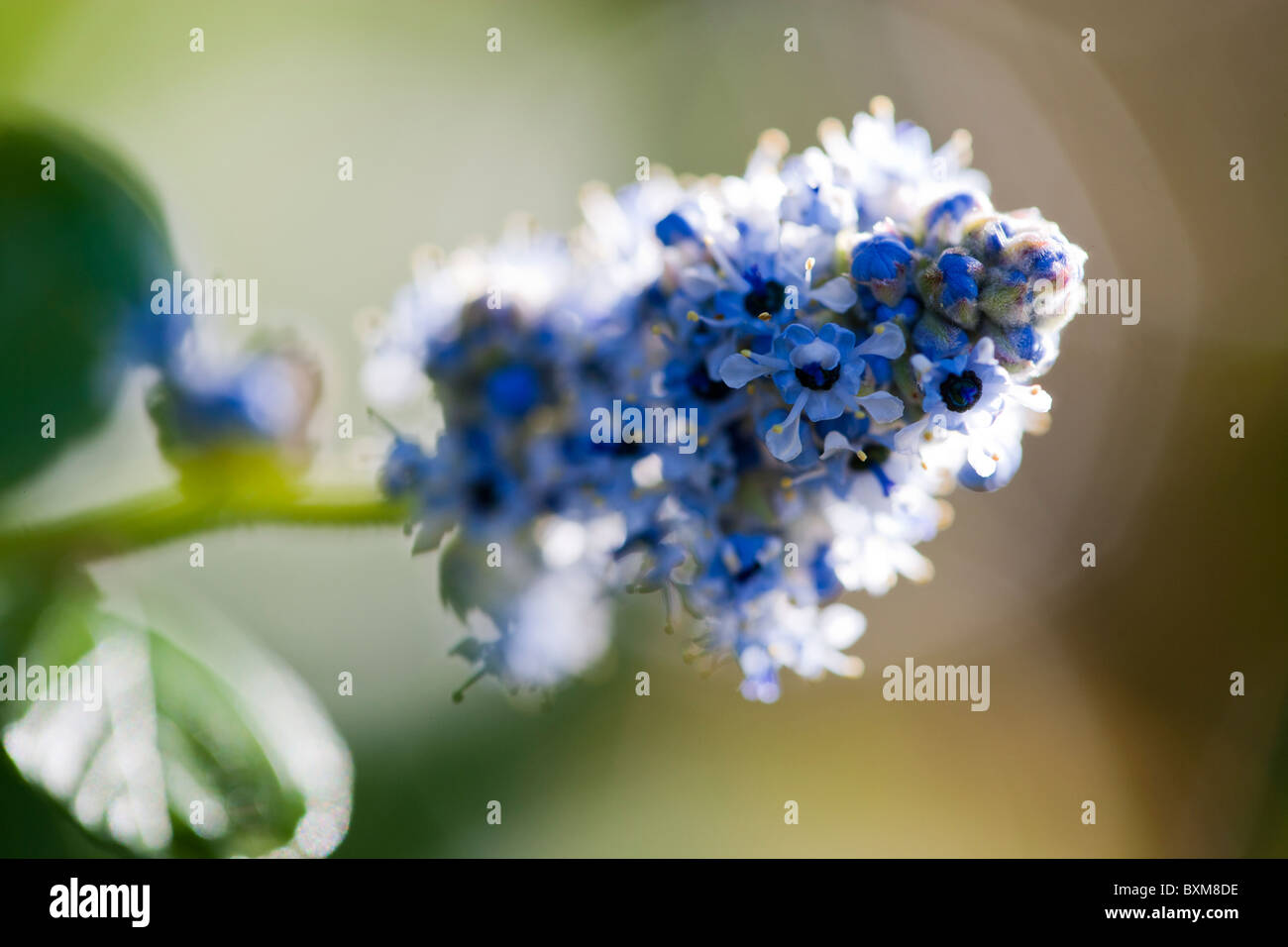 Blue ceanothus flowering shrub Stock Photo