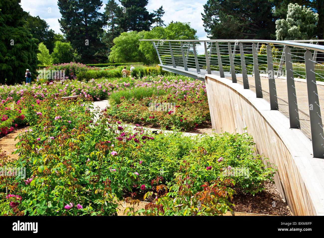 Savill garden rose hires stock photography and images Alamy