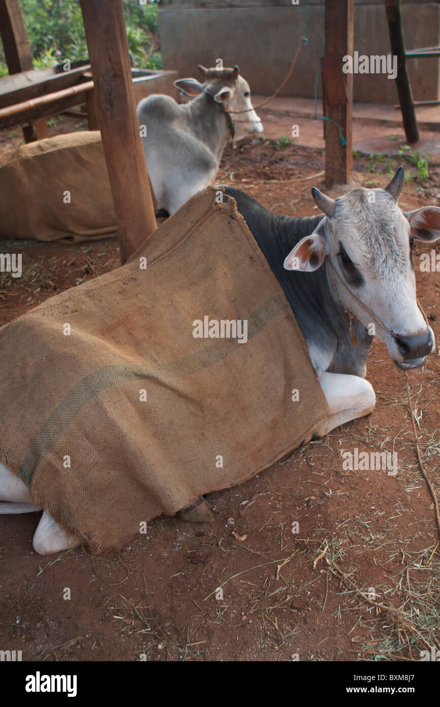 cows with blankets Stock Photo Alamy