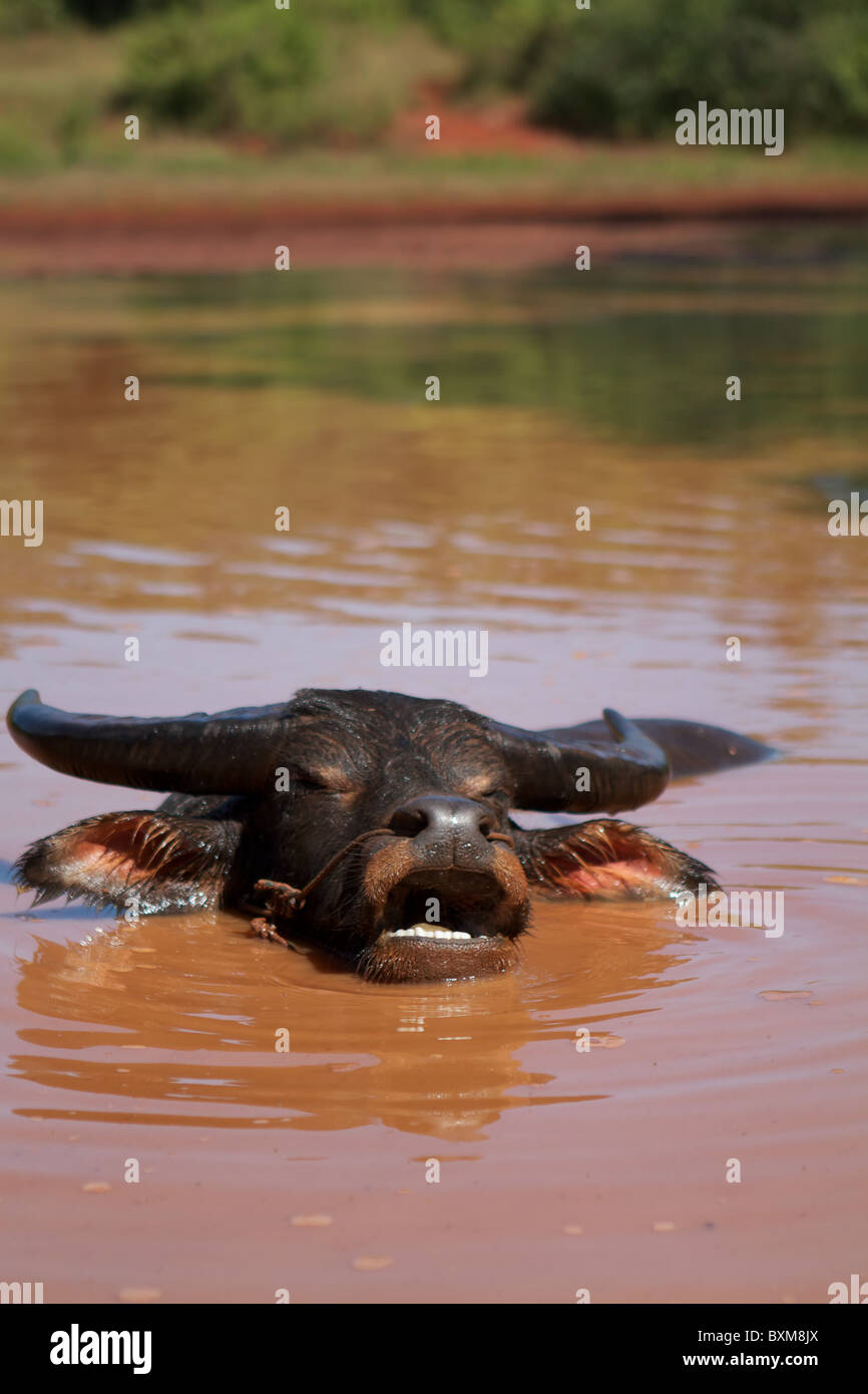 burmese buffalo taking bath Stock Photo