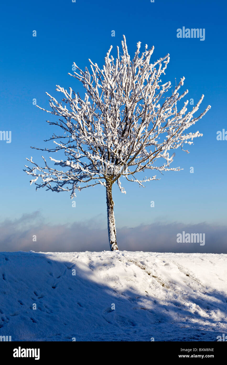 Winter scene of a lone snow covered tree in a park on the west coast of Scotland Stock Photo