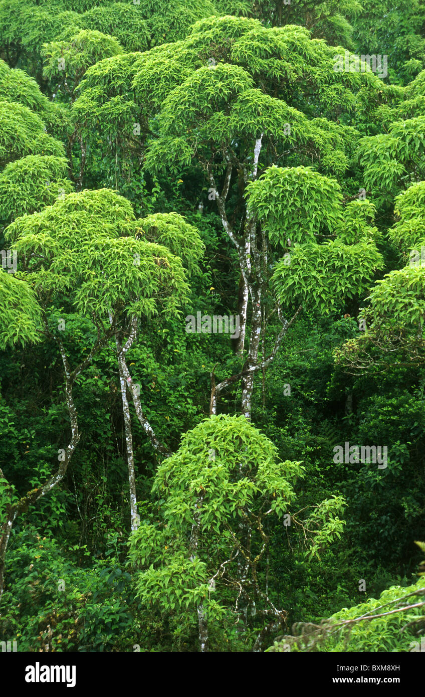 Scalesia trees, Scalesia pedunculata, Los Gemolos, Santa Cruz, Galapagos Stock Photo