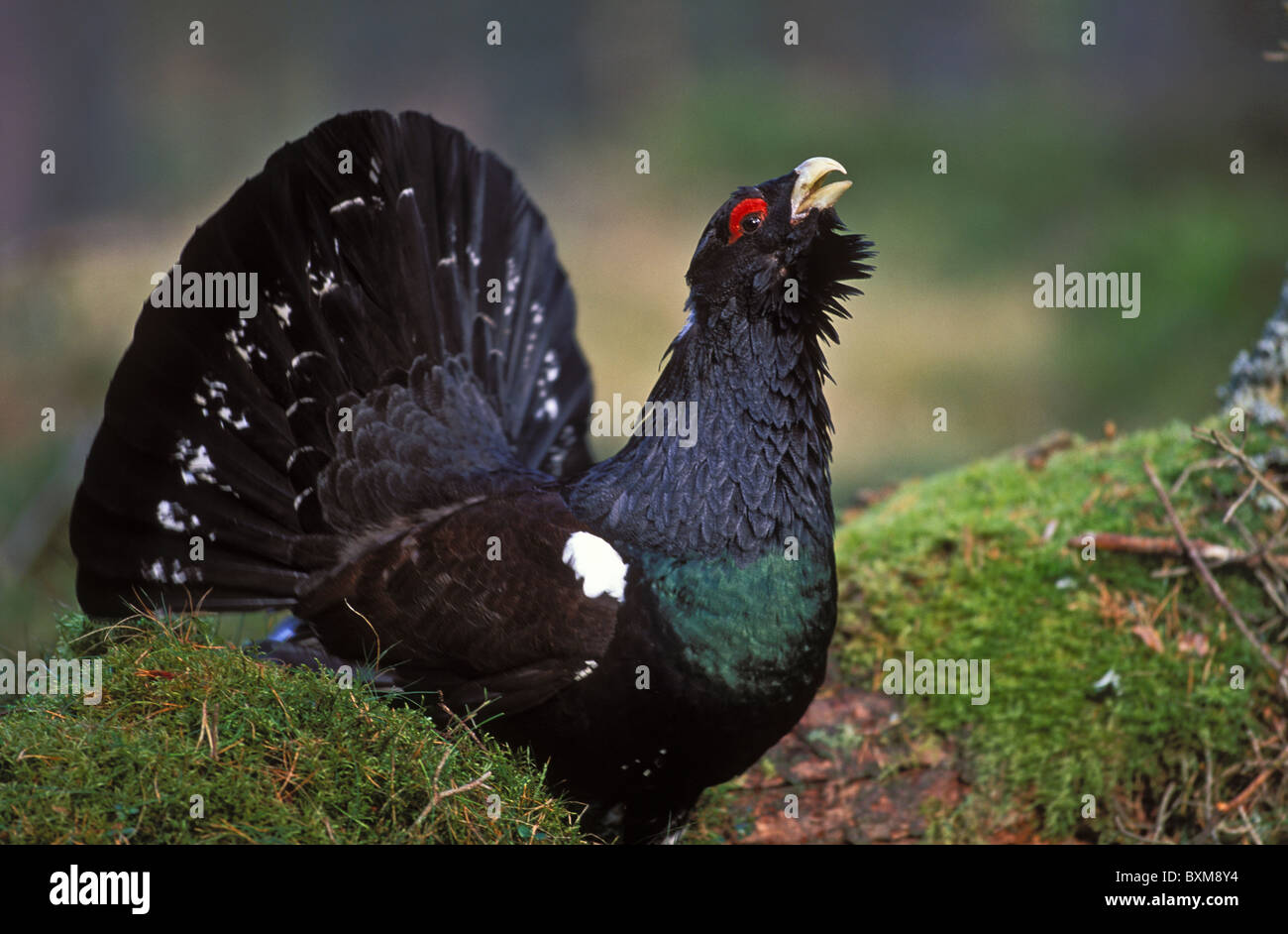 Western Capercaillie, Tetrao urogallus, displaying male, Scotland Stock Photo