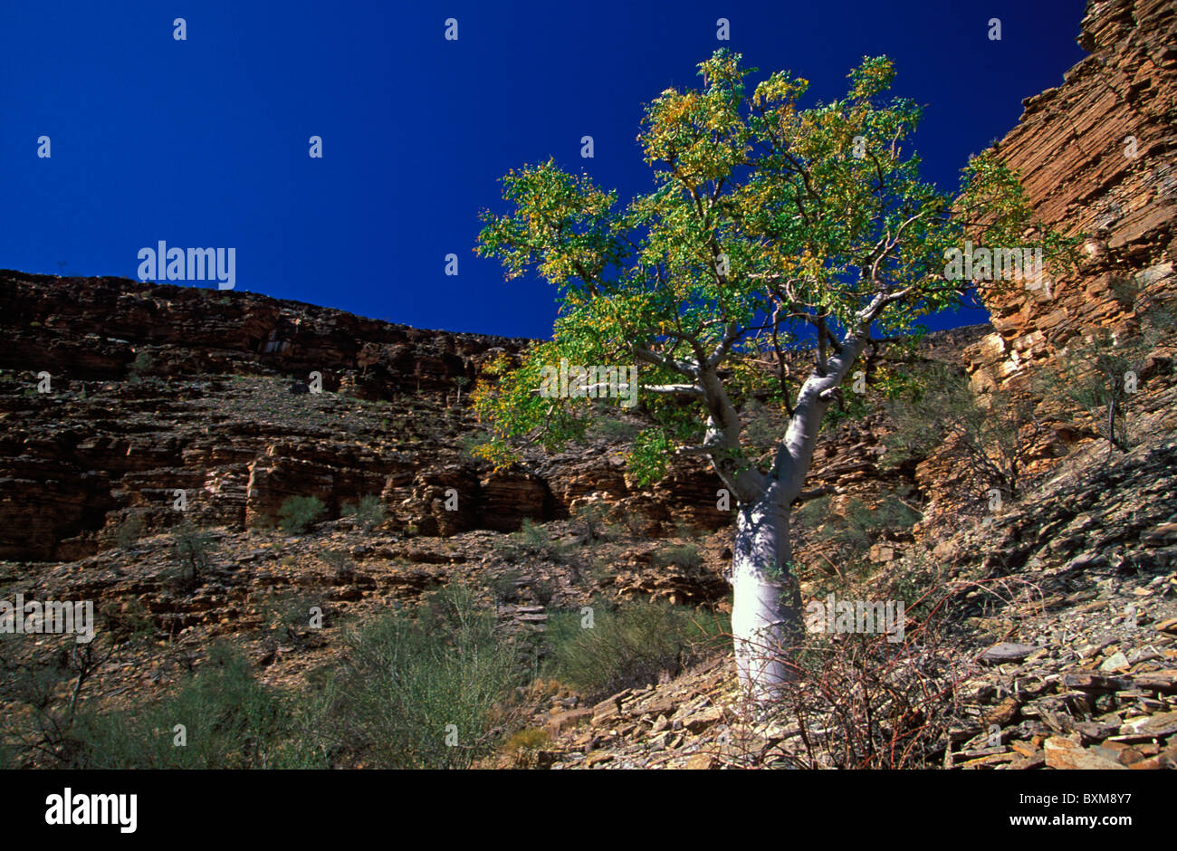 Moringa tree, Moringa ovalifolia, Namibia Stock Photo - Alamy