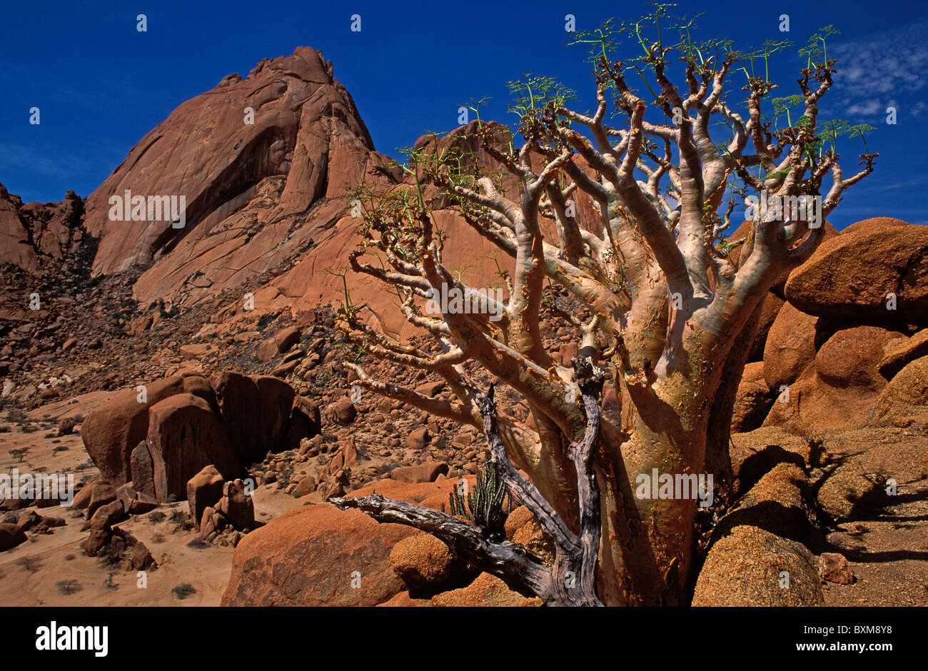 Cyphostemma currorii, a pachycaul succulent tree, Spitzkoppe, Namibia Stock Photo