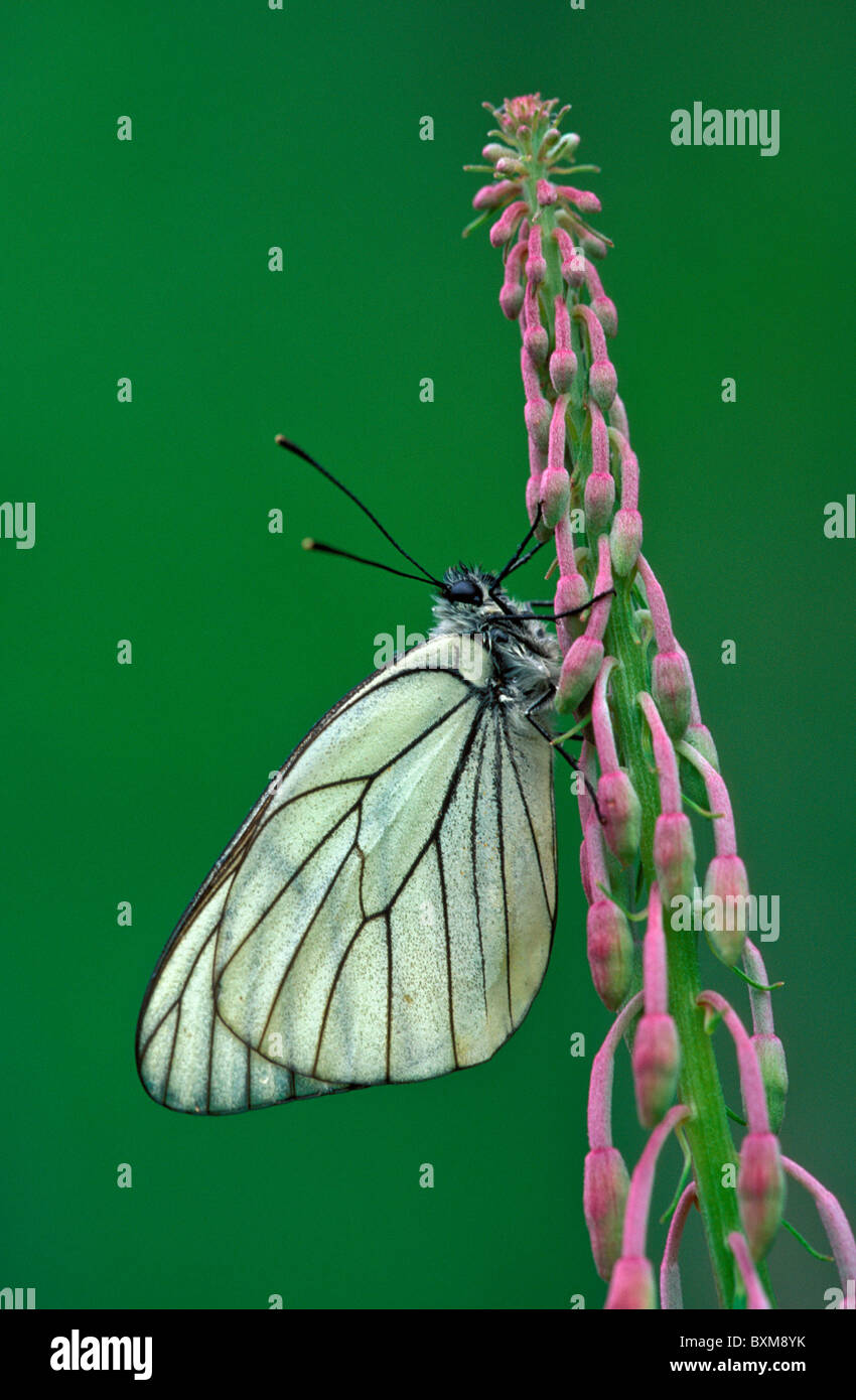 Black-veined white butterfly, Aporia crataegi, Valgrisenche, Gran Paradiso National Park, Italy Stock Photo