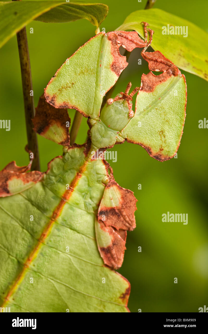 Leaf insect, Phyllium specides Stock Photo